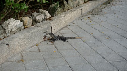 Lagarto, fauna de Riviera Maya