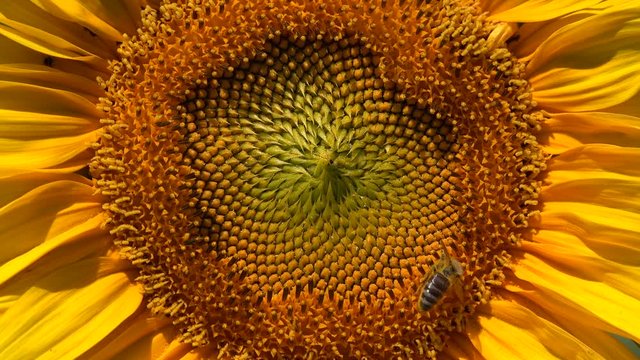 Bee on blooming sunflower, close up