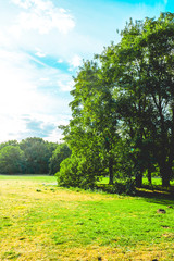green colored trees and grass for environmental themes