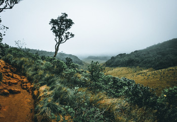Sri Lanka forest