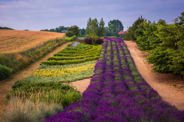 Fototapeta na wymiar Lavender field in Ostrow near Cracow, Malopolskie, Poland