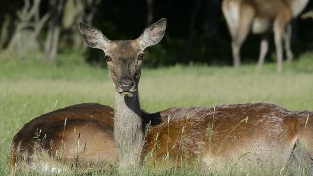 Red deer in The Pasture