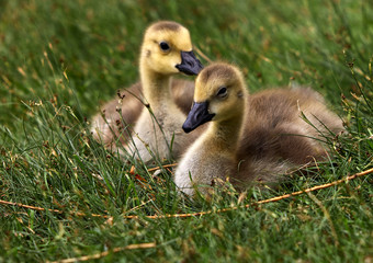 Fluffy Goslings