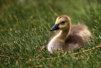 Fluffy Goslings