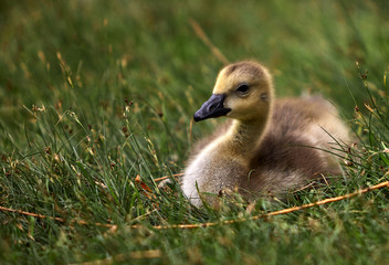 Fluffy Goslings