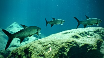 IntFrame Mexico 2018