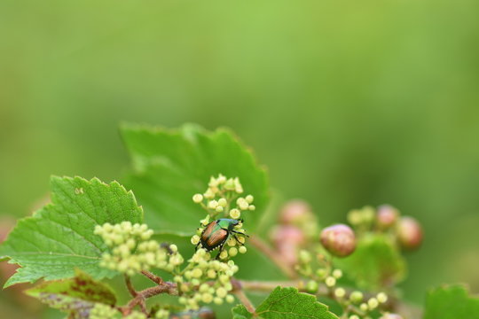 ノブドウの花の上のマメコガネ