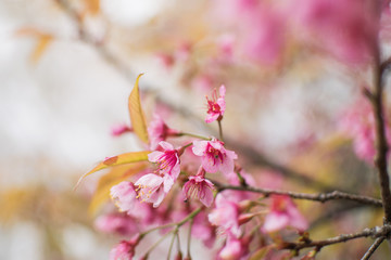 Soft focus, beautiful cherry blossom, bright pink flowers of Sakura on the high mountains of Chiang Mai. Spring background and beautiful natural scenery