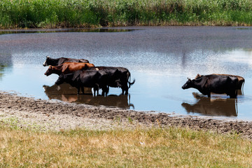 Herd of cows at the watering place