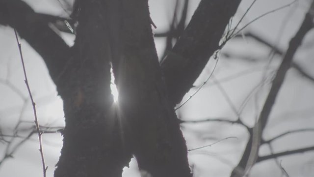 trees