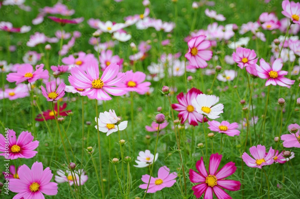 Wall mural cosmos flowers in xinshe, taichung, taiwan