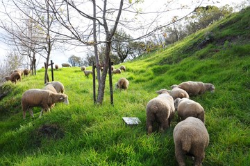 Beautiful sheep on the  mountain in Qingjing, Taichung, Taiwan