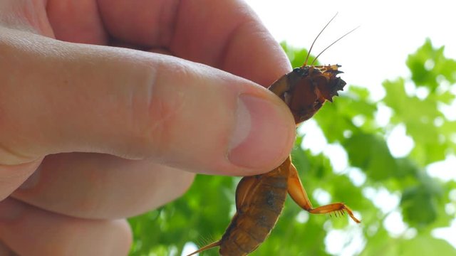 Mole cricket lat. Gryllotalpidae is actively trying to escape from the man's hand, close-up.