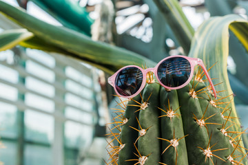 close-up view of beautiful green cactus with stylish sunglasses in greenhouse