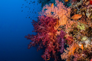 Fototapeta na wymiar Large brightly colored soft coral growing on the reef with blue background.