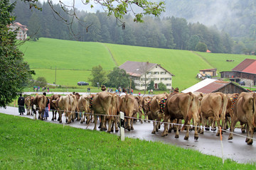 Obraz premium Viehscheid - Allgäu - Oberstaufen - Almabtrieb