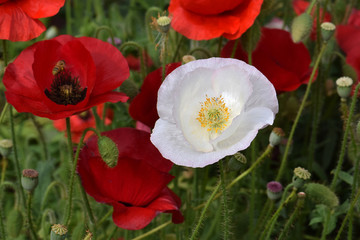 Peaceful Poppies
