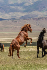 Wild horse Stallions Fighting