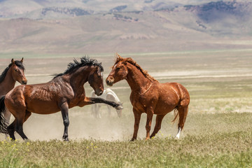 Wild horse Stallions Fighting