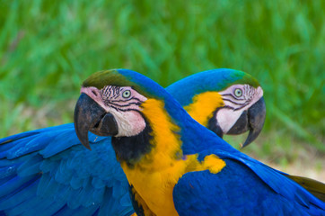 Beautiful Blue-and-yellow Macaw (Ara ararauna) in the Brazilian wetland.