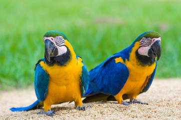 Beautiful Blue-and-yellow Macaw (Ara ararauna) in the Brazilian wetland.