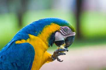 Beautiful Blue-and-yellow Macaw (Ara ararauna) in the Brazilian wetland.