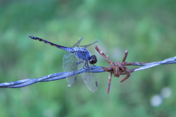 dragonfly in nature