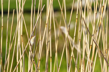 Sedge Warbler