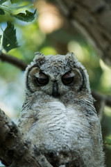 Great Horned Owls in a Tree in Spring