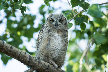 Great Horned Owls in a Tree in Spring