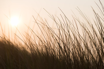 Dünengras im Sonnenuntergang