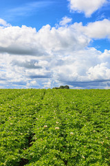 Flowering potato field