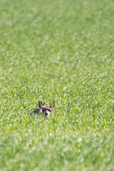Family of Pronghorn Antelope on the Green Prairies 