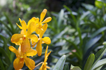 Orange orchid flowers background