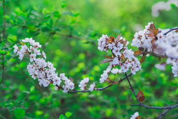 Spring background of branches of flowering trees