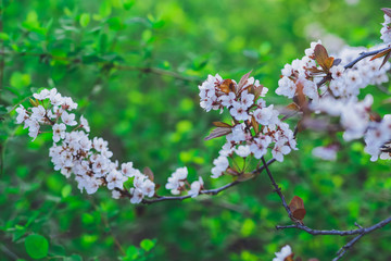 Spring background of branches of flowering trees