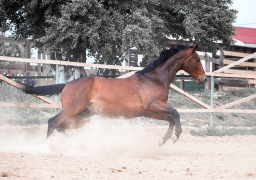 Bay horse runs on sand in the paddok