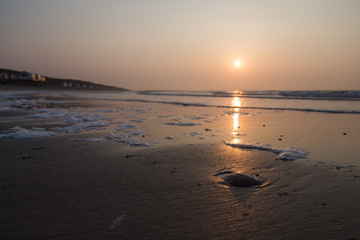 Qualle am Strand im Sonnenuntergang