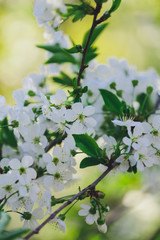 Spring background of branches of flowering trees