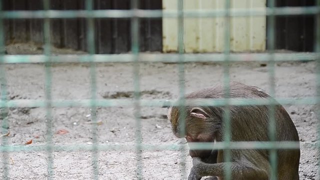 Papio cynocephalus, yellow baboon, marital behavior 