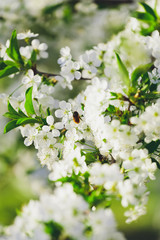 Spring background of branches of flowering trees