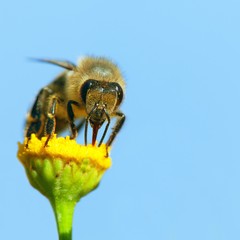 bee or honeybee in Latin Apis Mellifera