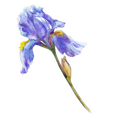Isolated blue watercolor flower iris.