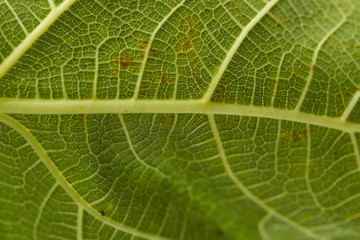 particular of a fig leaf