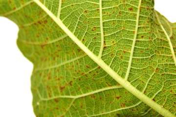 particular of a fig leaf