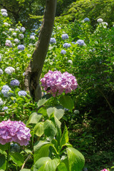 Hydrangea flower.Shot in Japan.close-up.People are not shown.