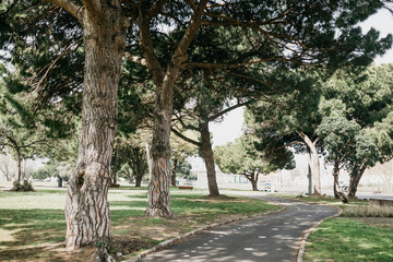 Beautiful city park in Lisbon in Portugal in the Belem area. A lot of trees and a road nearby