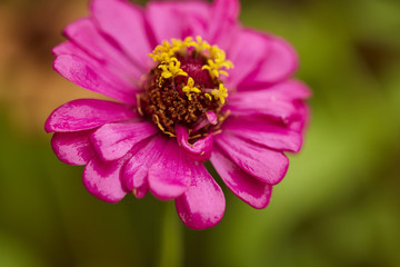 Obraz premium Close up pink zinnia violacea