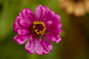 Fototapeta premium Close up pink zinnia violacea