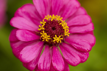 Close up pink zinnia violacea